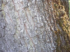 tree bark