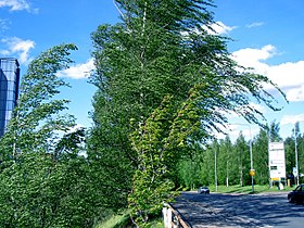 Trees bending in the wind