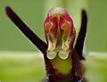 Ophrys insectifera Pollinia