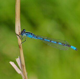 ♂ Enallagma cyathigerum (Common Blue Damselfly)