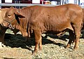 Category:Droughtmaster heifers