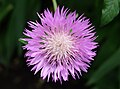 * Nomination Galactites is a genus of flowering plants in the thistle family. --Anaxibia 10:12, 25 September 2018 (UTC) * Promotion  Support Good quality. --Zinnmann 13:04, 25 September 2018 (UTC)