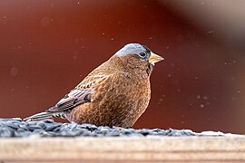 Gray-crowned Rosy-Finch 03.jpg