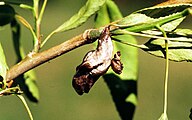 Chrysalis.