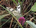 Melanargia titea.סטירית משוישת ‎