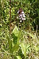 Orchis purpurea France - Riez de Boffles