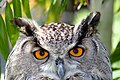 Owl eyes.jpg