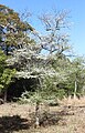 in Mount Tado, Japan.