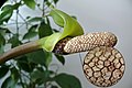 Zamijalapis zamiokulkas Zamioculcas zamiifolia