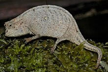 Brookesia ramanantsoai 185945733.jpg