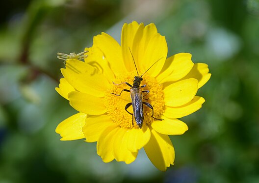 A false blister beetle (Oedemera simplex) on a Yellow Chamomile flower. A Crab spider hides waiting for prey