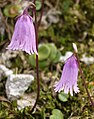 Soldanella alpina - Alpenglöckchen (Silvretta)