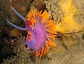 Spanish Shawl (Flabellina iodinea) in Scripps Canyon