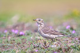 American Pipit (40465688222).jpg