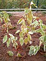 'Elegantissima', young plant