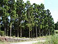 Forestry plantation, Hauts de l'Ouest, Réunion