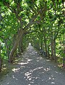 Lindenallee im Garten von Schloss