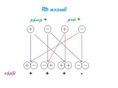 Factor rh-Tamil.jpg