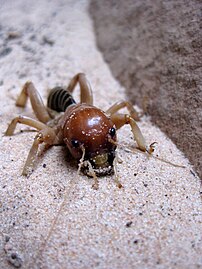 Jerusalem cricket