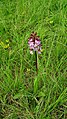 Orchis purpurea Germany - Ebringen