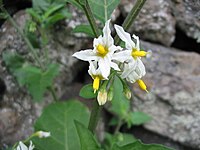 Solanum chenopodioides