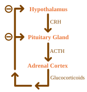 ACTH Negative Feedback.svg