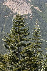 Abies procera