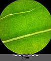 Leaf (with background lighting) with unregular, loose veins of C3 plants