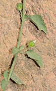 Hibiscus micranthus