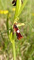 Ophrys insectifera Germany - Schlatt/Beuren