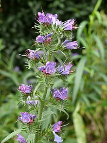 P1040177-Echium-vulgare.JPG