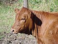 Category:Red Angus