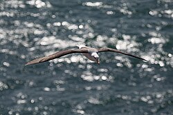 Black browed albatros at the island of Heligoland