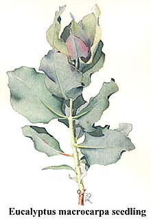 AaaEucalyptus macrocarpa--95.jpg