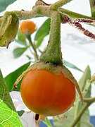 Solanum bonariense