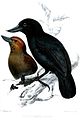 English: Recurve-billed Bushbird (Clytoctantes alixii, cat.)