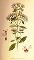 Origanum vulgare plate 91 in: C.A.M Lindman: Bilder ur Nordens Flora first edition: (1901-1905) supp. edition (1917-1926)