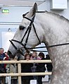 snaffle bridle with flash noseband