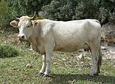 Bos taurus by Zachi Evenor