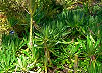 Lobelia gibberoa