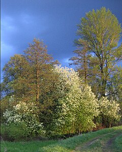 Olsza czarna (Alnus glutinosa), topola czarna (Populus nigra)