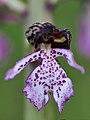 Orchis purpurea Germany - Wasserliesch (Rhineland-Palatinate)