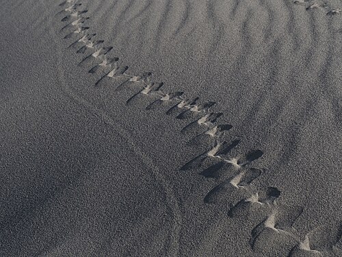 Tracks of a big and a small animal in a sand dune, Bruneau Dunes State Park, USA