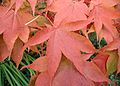 Acer palmatum 'Osakazuki' in autumn