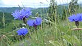 Centaurea cyanus near Peshastin, Chelan County Washington