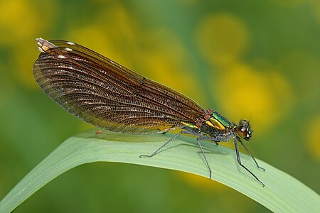 ♀ Calopteryx virgo (Beautiful Demoiselle)