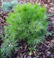 Nigella damascena