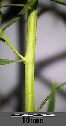 Artemisia dracunculus sl1.jpg