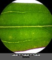 Leaf (with background lighting) with unregular, loose veins of C3 plants