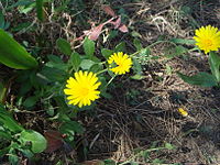 Calendula suffruticosa